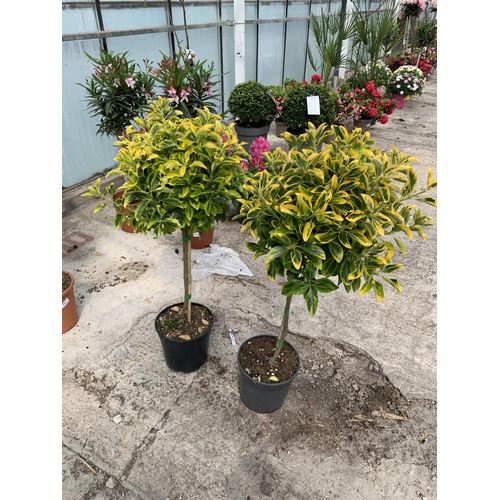 24 - TWO STANDARD EUONYMUS JAPONICA AUREUS IN 5 LTR POTS + VAT