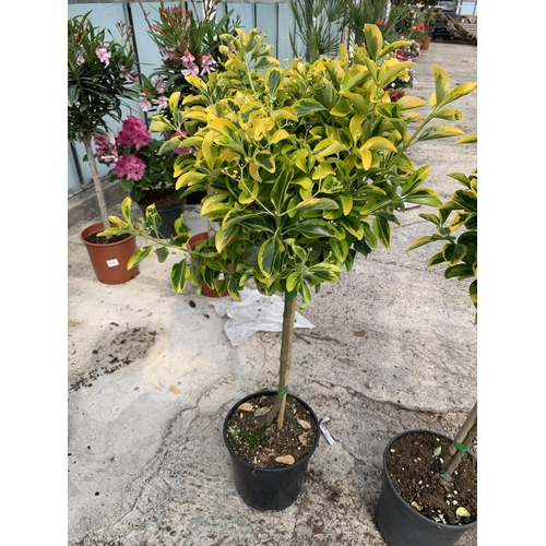 24 - TWO STANDARD EUONYMUS JAPONICA AUREUS IN 5 LTR POTS + VAT