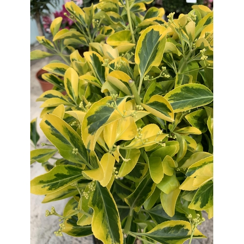 24 - TWO STANDARD EUONYMUS JAPONICA AUREUS IN 5 LTR POTS + VAT