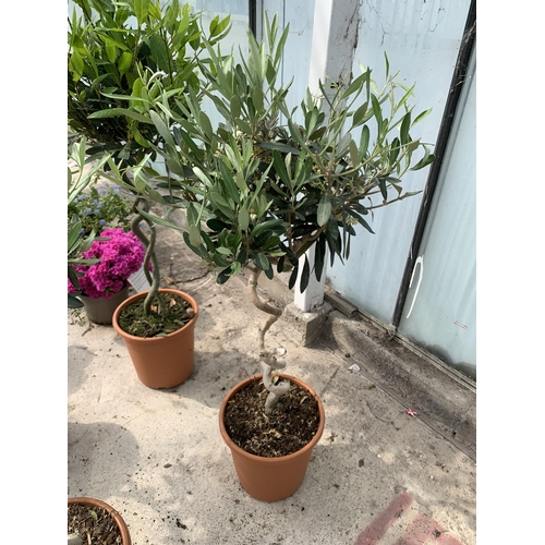 25 - TWO STANDARD OLEA TREES WITH SPIRAL STEMS IN 5 LTR POTS + VAT