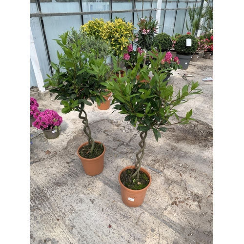 26 - TWO STANDARD LAURUS WITH DOUBLE SPIRAL STEM + VAT