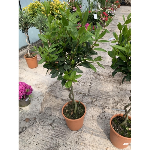 26 - TWO STANDARD LAURUS WITH DOUBLE SPIRAL STEM + VAT