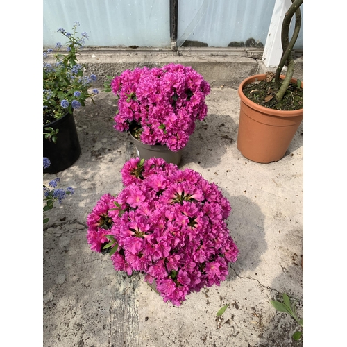 27 - TWO AZALEA JAPONICA MULTIFLORA PURPER SIZE C-2 +VAT