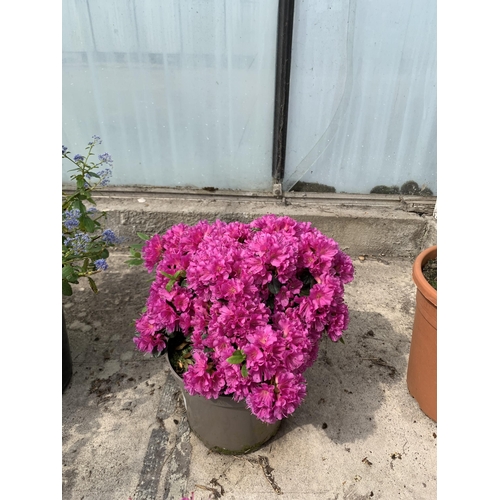 27 - TWO AZALEA JAPONICA MULTIFLORA PURPER SIZE C-2 +VAT