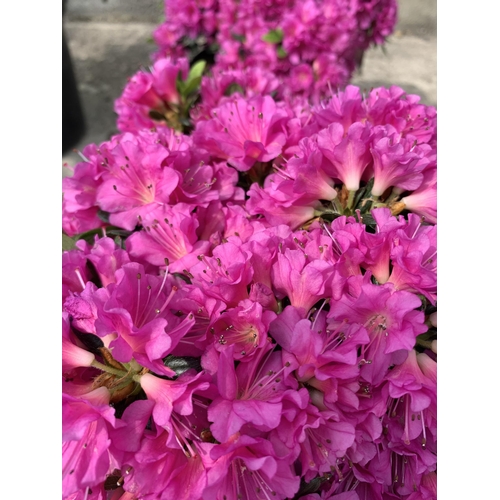 27 - TWO AZALEA JAPONICA MULTIFLORA PURPER SIZE C-2 +VAT