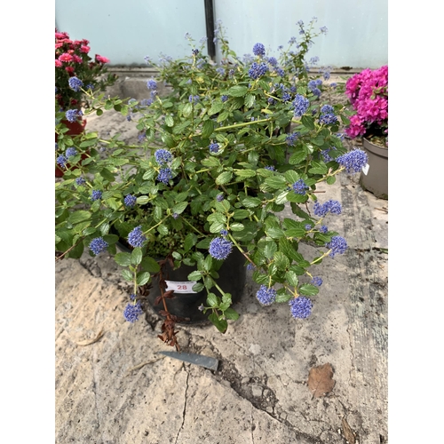 28 - TWO CEANOTHUS IN 5 LTR POTS + VAT