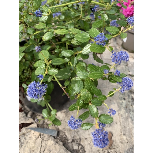 28 - TWO CEANOTHUS IN 5 LTR POTS + VAT