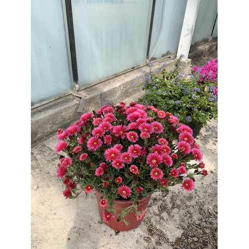 29 - TWO DEEP PINK LAMPRANTHUS IN 4 LTR POTS + VAT