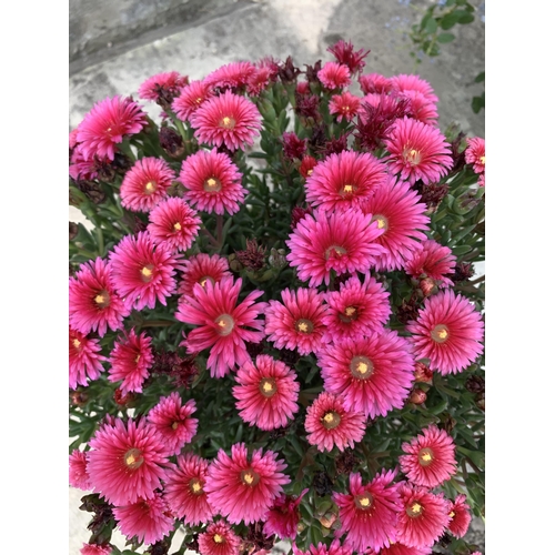 29 - TWO DEEP PINK LAMPRANTHUS IN 4 LTR POTS + VAT