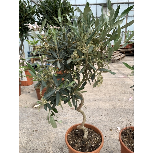 3 - TWO STANDARD OLEA (OLIVE) PLANTS WITH SPIRAL STEMS IN  5 LTR POTS + VAT