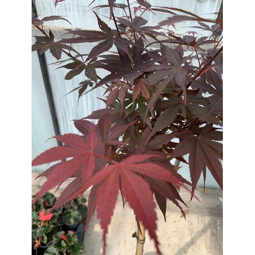 30 - A STANDARD ACER PALMATUM SKEETERS BROOM IN A 5LTR POT + VAT