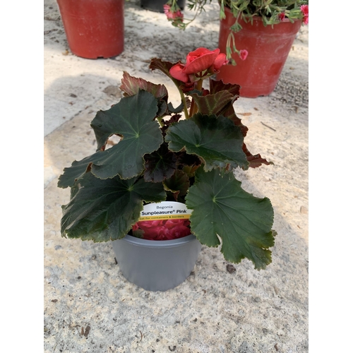 31 - EIGHT BEGONIA SUNPLEASURE PINK + VAT