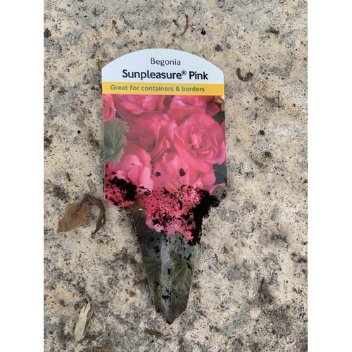 31 - EIGHT BEGONIA SUNPLEASURE PINK + VAT