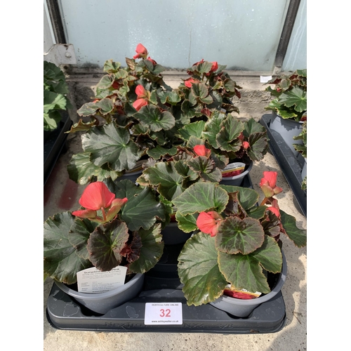 32 - EIGHT BEGONIA SUNPLEASURE PINK + VAT