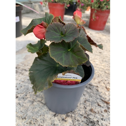 32 - EIGHT BEGONIA SUNPLEASURE PINK + VAT