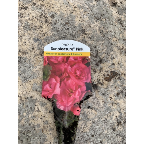 32 - EIGHT BEGONIA SUNPLEASURE PINK + VAT