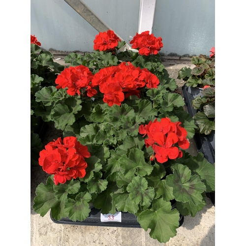 33 - EIGHT GERANIUM GRANDUER DARK RED VELVET + VAT