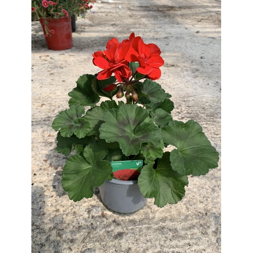 33 - EIGHT GERANIUM GRANDUER DARK RED VELVET + VAT