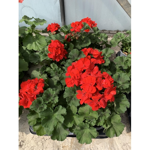 34 - EIGHT GERANIUM GRANDUER DARK RED VELVET + VAT