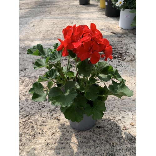 34 - EIGHT GERANIUM GRANDUER DARK RED VELVET + VAT