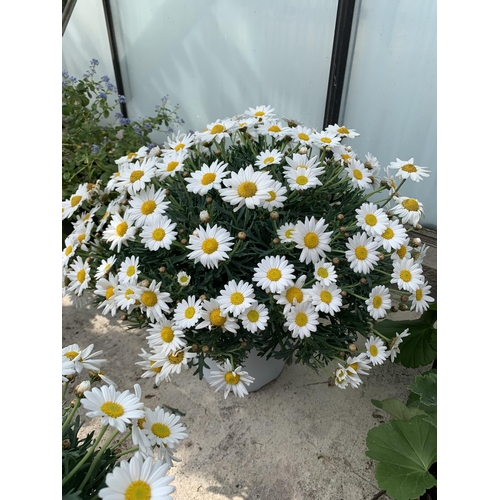 37 - TWO LARGE WHITE MARGUERITE IN 3 LTR POTS + VAT