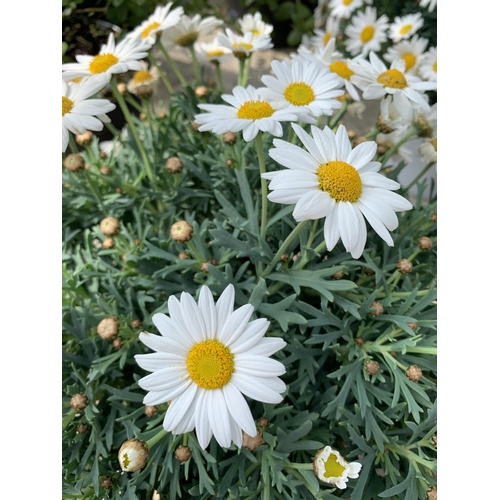 37 - TWO LARGE WHITE MARGUERITE IN 3 LTR POTS + VAT