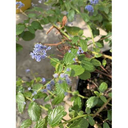 38 - TWO CEANOTHUS IN 5 LTR POTS + VAT