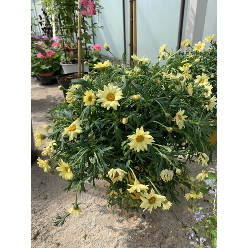 39 - TWO LARGE MARGUERITE YELLOW IN 3 LTR POTS + VAT