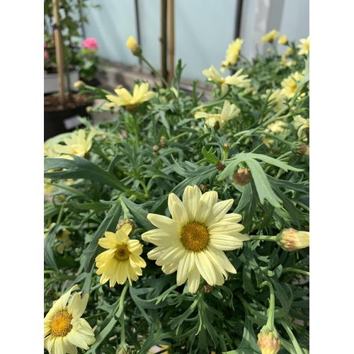 39 - TWO LARGE MARGUERITE YELLOW IN 3 LTR POTS + VAT