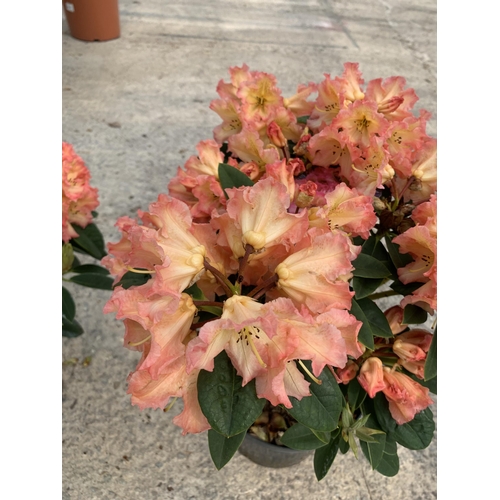 4 - TWO RHODODENDRON SUN FIRE SIZE C-5  + VAT