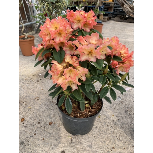 4 - TWO RHODODENDRON SUN FIRE SIZE C-5  + VAT