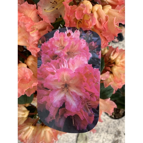 4 - TWO RHODODENDRON SUN FIRE SIZE C-5  + VAT