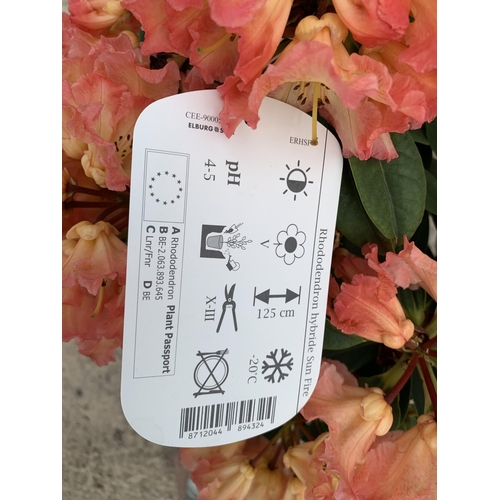 4 - TWO RHODODENDRON SUN FIRE SIZE C-5  + VAT