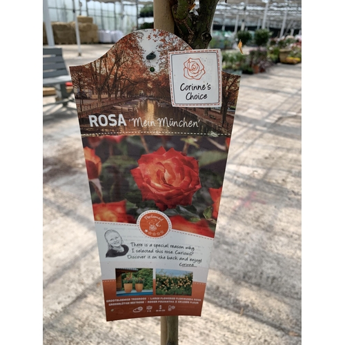 40 - TWO STANDARD ROSES TO INCLUDE MEIN MUNCHEN AND WETTRA IN 5 AND 6 LTR POTS + VAT