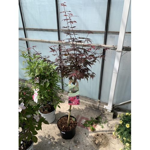 41 - A STANDARD ACER PALMATUM SKEETERS BROOM IN A 5 LTR POT + VAT