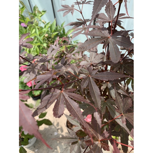 41 - A STANDARD ACER PALMATUM SKEETERS BROOM IN A 5 LTR POT + VAT