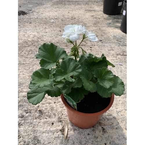 45 - EIGHT GERANIUM GRANDUER DARK WHITE + VAT