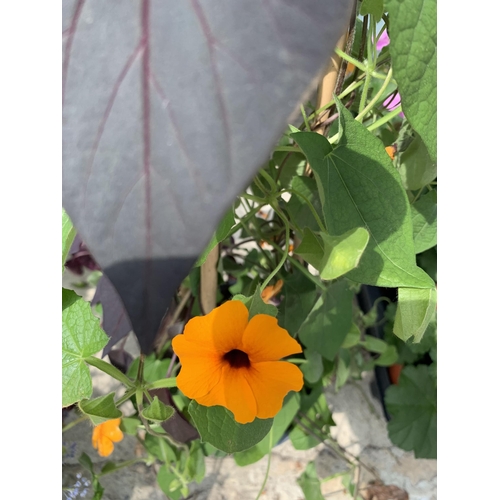 47 - TWO THUNBERGIA MIXED COLORS IN A 2 LTR POT WITH A FRAME + VAT