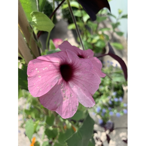 47 - TWO THUNBERGIA MIXED COLORS IN A 2 LTR POT WITH A FRAME + VAT