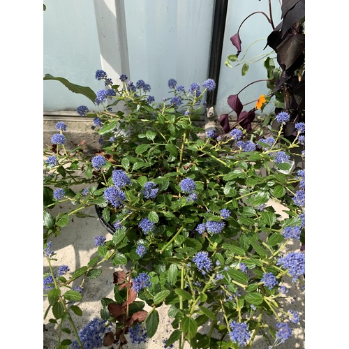 48 - TWO CEANOTHUS IN 5 LTR POTS + VAT