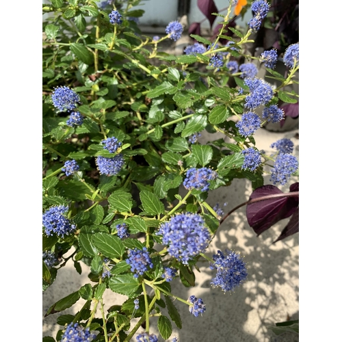 48 - TWO CEANOTHUS IN 5 LTR POTS + VAT