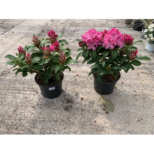 5 - TWO RHODODENDRON MAXI ROSE SIZE C-5 + VAT