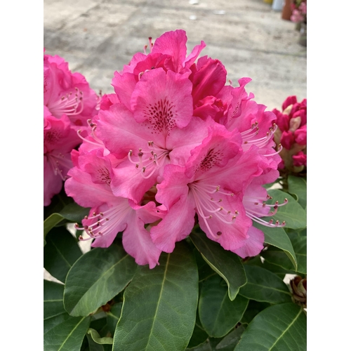 5 - TWO RHODODENDRON MAXI ROSE SIZE C-5 + VAT