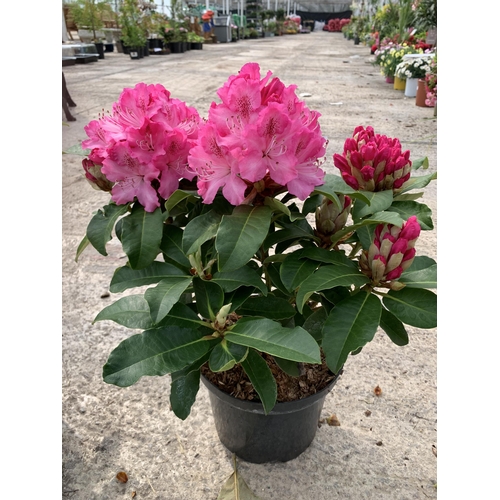 5 - TWO RHODODENDRON MAXI ROSE SIZE C-5 + VAT