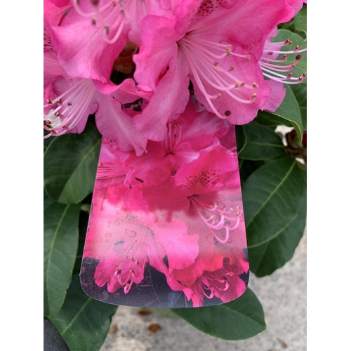 5 - TWO RHODODENDRON MAXI ROSE SIZE C-5 + VAT