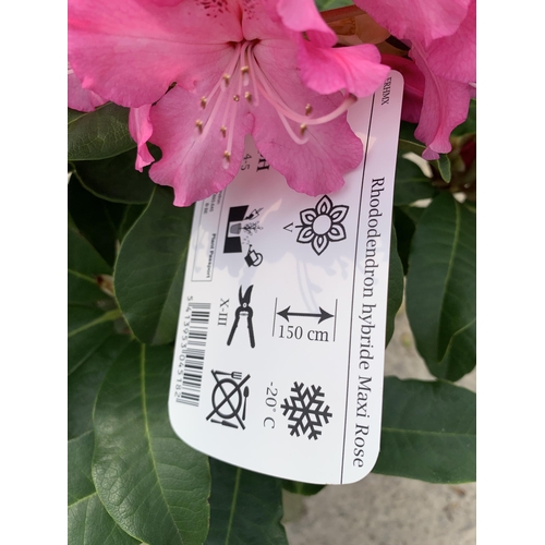 5 - TWO RHODODENDRON MAXI ROSE SIZE C-5 + VAT