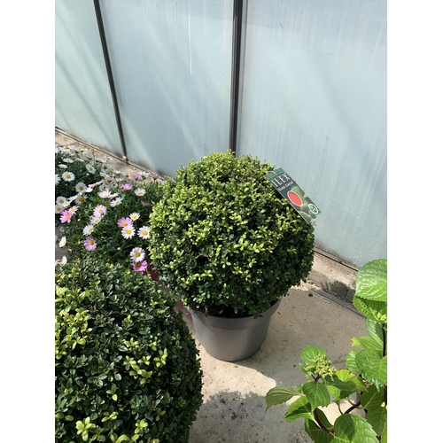 50 - TWO ILEX DARK GREEN BALL 40+ IN 15 LTR POTS + VAT