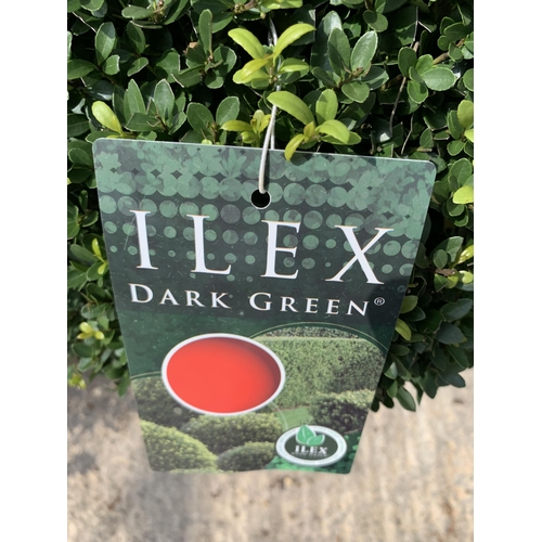 50 - TWO ILEX DARK GREEN BALL 40+ IN 15 LTR POTS + VAT