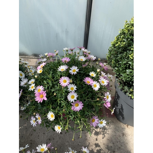 51 - TWO LARGE MARGUERITE PINK IN 3 LTR POTS + VAT