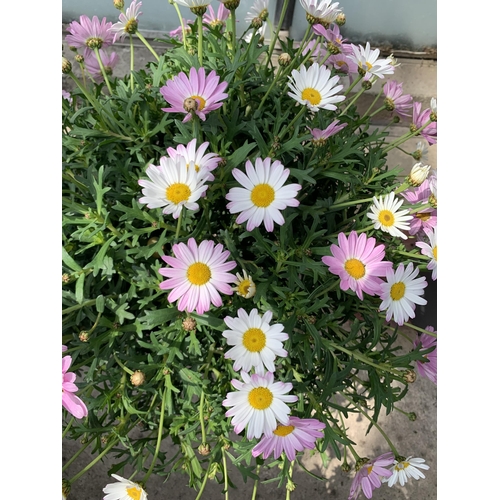 51 - TWO LARGE MARGUERITE PINK IN 3 LTR POTS + VAT